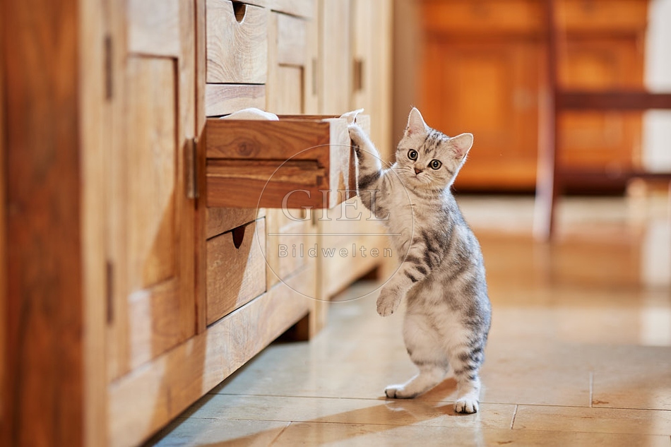 116054 Junge Britisch Kurzhaar Katze