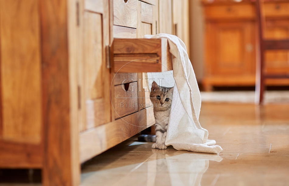 116055 Junge Britisch Kurzhaar Katze