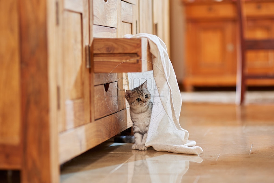 116056 Junge Britisch Kurzhaar Katze