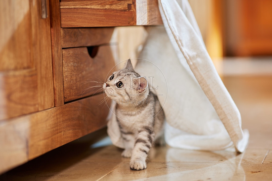 116058 Junge Britisch Kurzhaar Katze