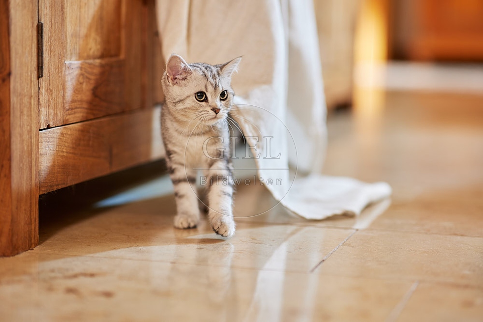 116059 Junge Britisch Kurzhaar Katze