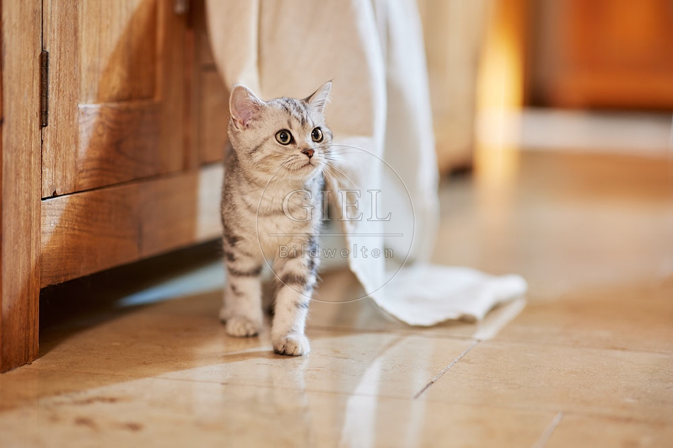 116060 Junge Britisch Kurzhaar Katze