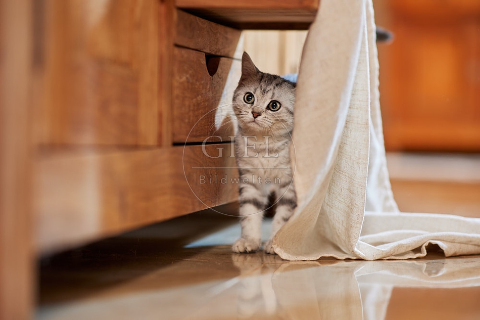 116061 Junge Britisch Kurzhaar Katze