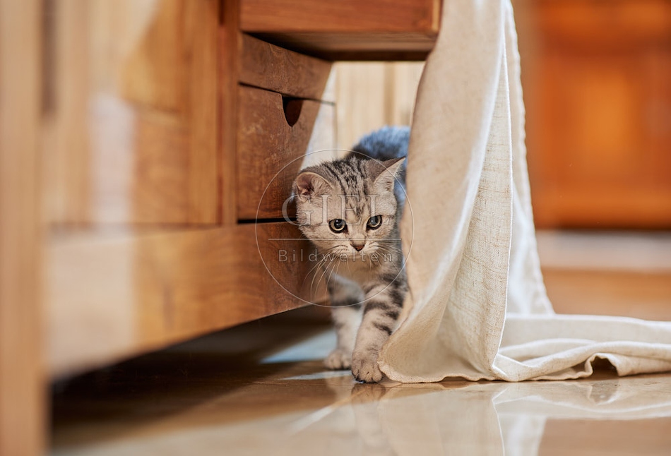 116063 Junge Britisch Kurzhaar Katze