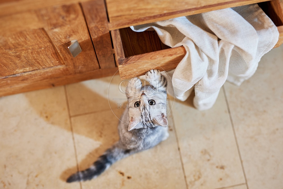 116065 Junge Britisch Kurzhaar Katze