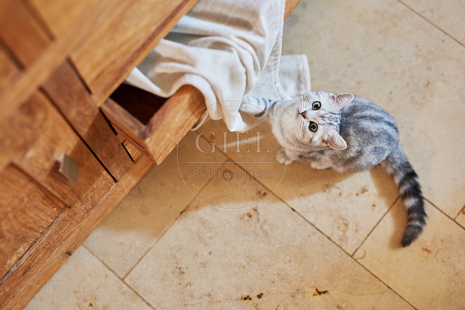 116066 Junge Britisch Kurzhaar Katze