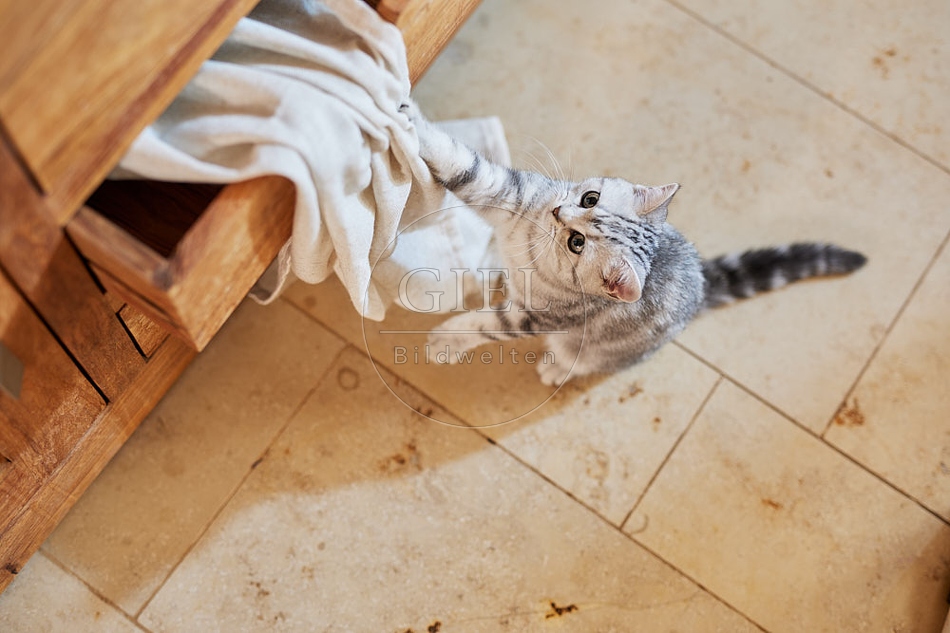 116067 Junge Britisch Kurzhaar Katze