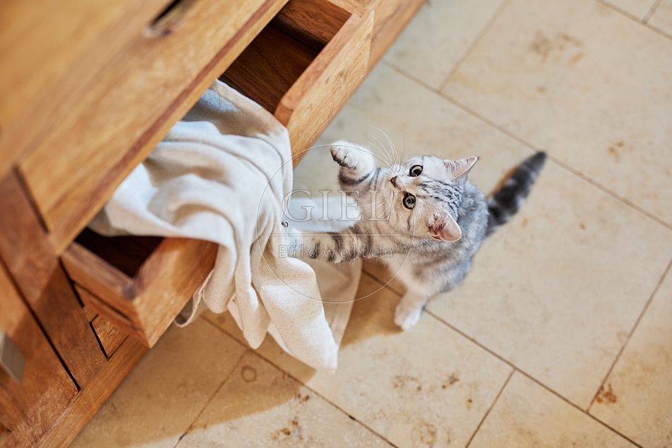 116068 Junge Britisch Kurzhaar Katze