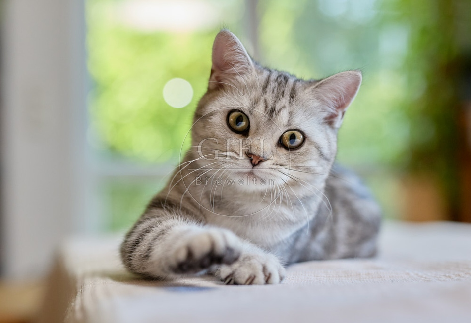 116872 Britisch Kurzhaar Katze liegt auf Sofa