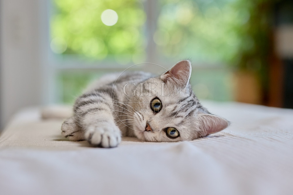 116873 Britisch Kurzhaar Katze liegt auf Sofa