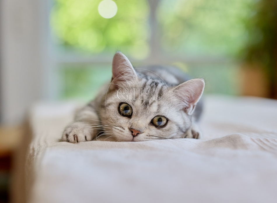 116874 Britisch Kurzhaar Katze liegt auf Sofa