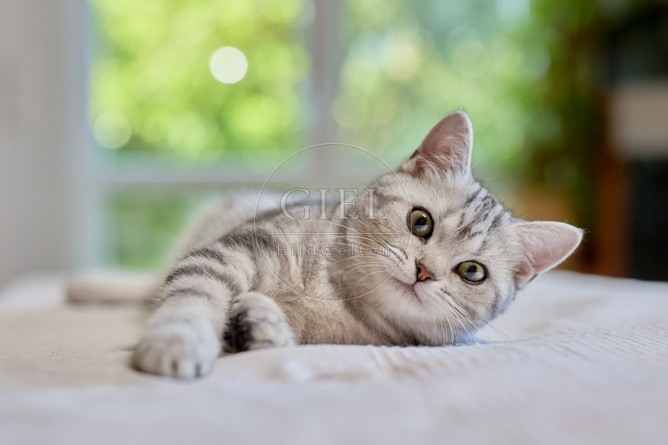 116875 Britisch Kurzhaar Katze liegt auf Sofa