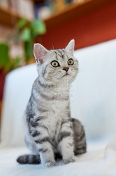 116880 Britisch Kurzhaar Katze sitzt auf Sofa
