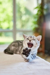 116881 Britisch Kurzhaar Katze liegt auf Sofa