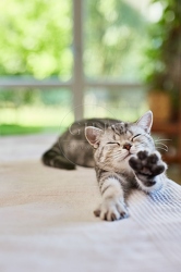 116883 Britisch Kurzhaar Katze liegt auf Sofa