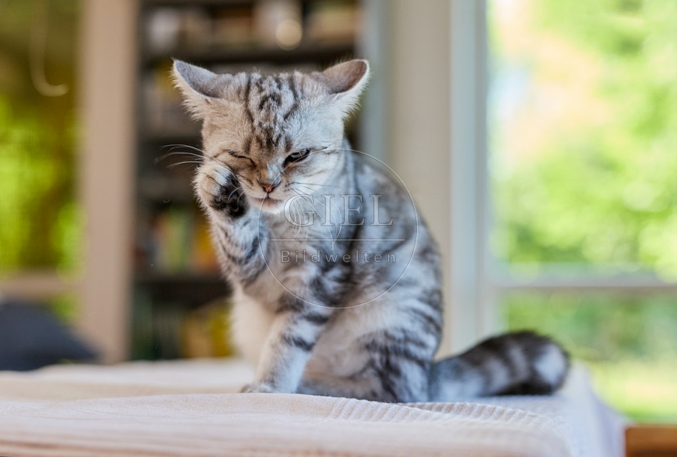 116884 Britisch Kurzhaar Katze putzt sich