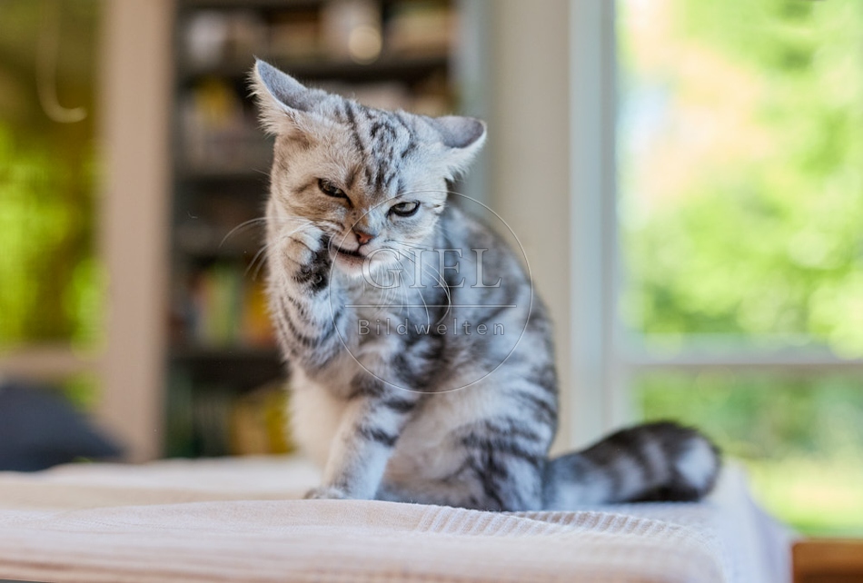 116886 Britisch Kurzhaar Katze putzt sich