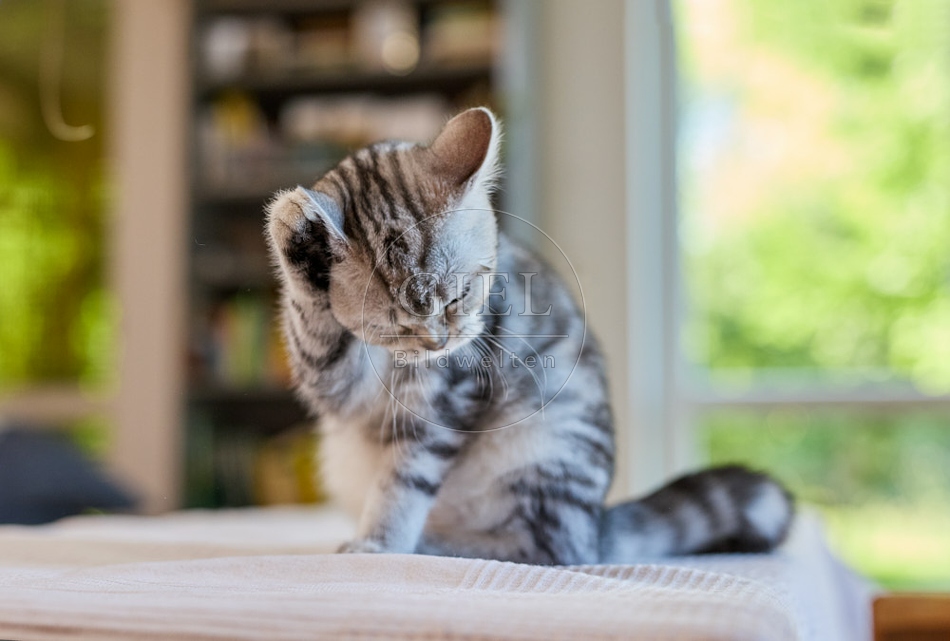 116887 Britisch Kurzhaar Katze putzt sich