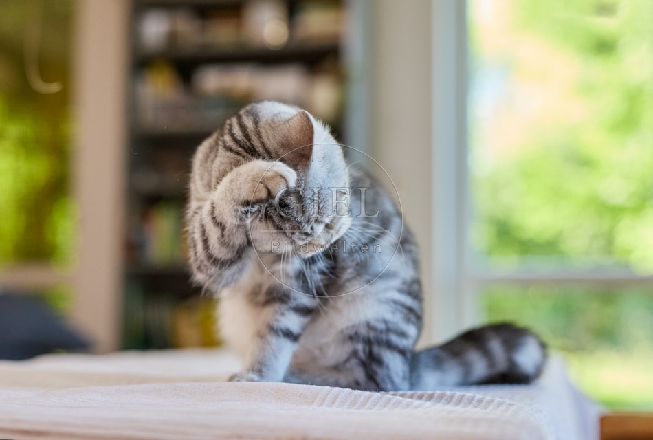 116888 Britisch Kurzhaar Katze putzt sich
