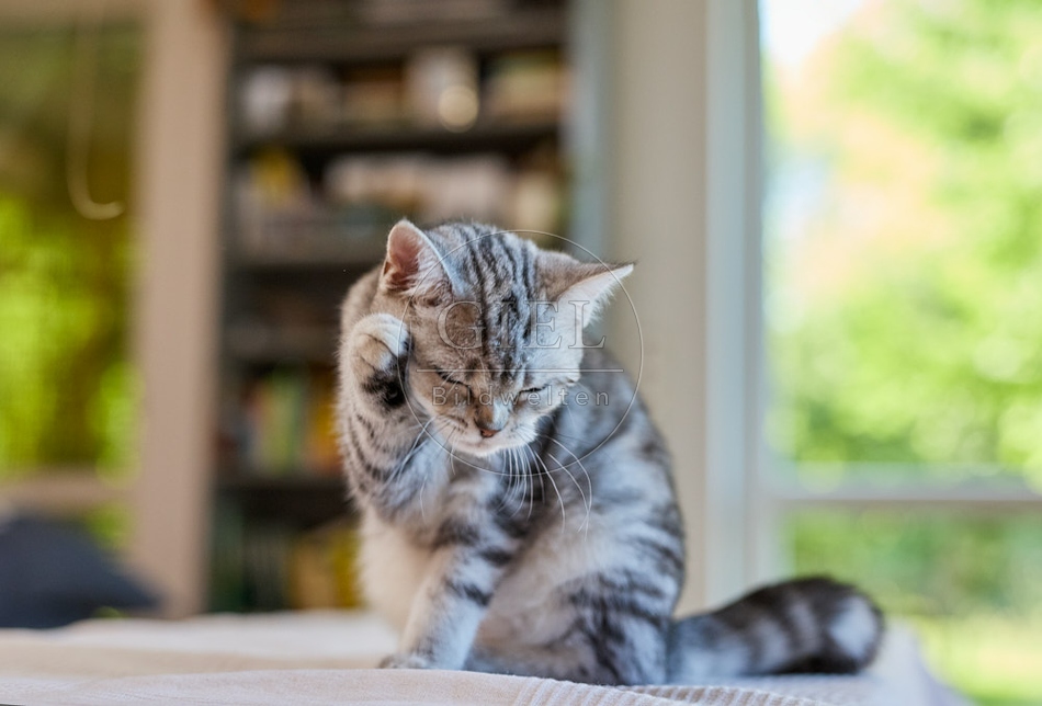 116889 Britisch Kurzhaar Katze putzt sich