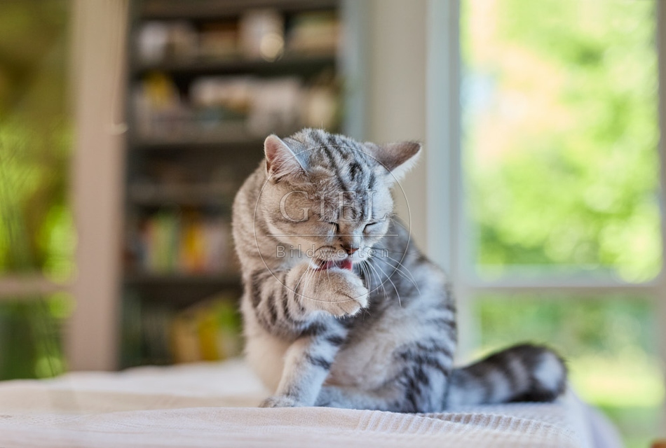 116891 Britisch Kurzhaar Katze putzt sich