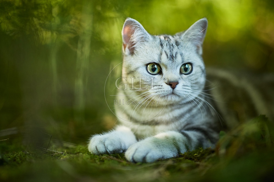 117188 Britisch Kurzhaar Katze