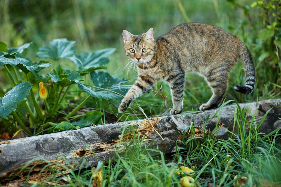 117229 Hauskatze im Gemüsegarten