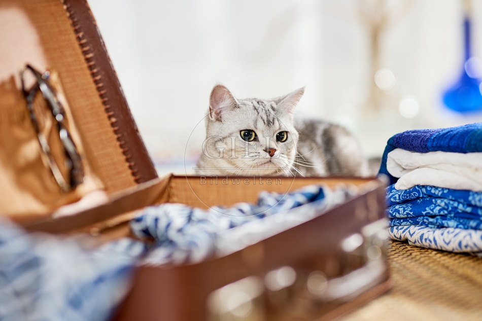 117385 Britisch Kurzhaar Katze