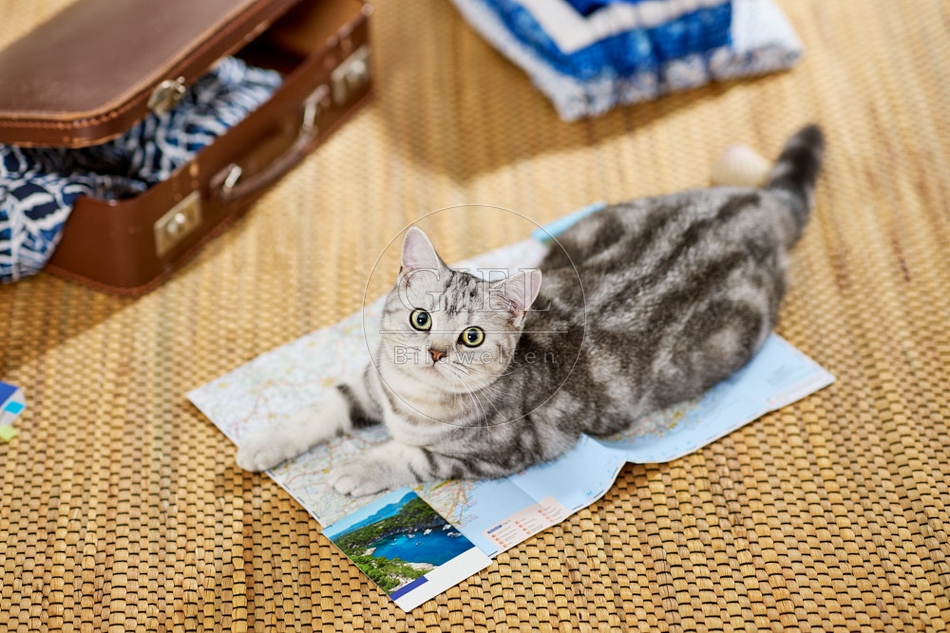 117393 Britisch Kurzhaar Katze