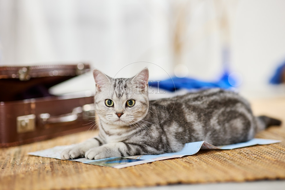 117394 Britisch Kurzhaar Katze