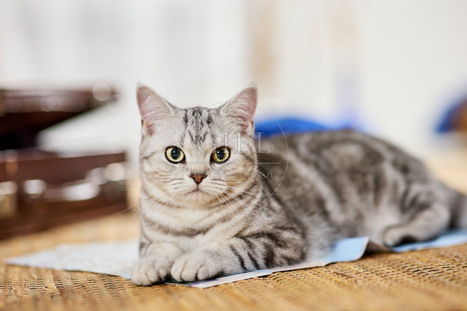 117396 Britisch Kurzhaar Katze