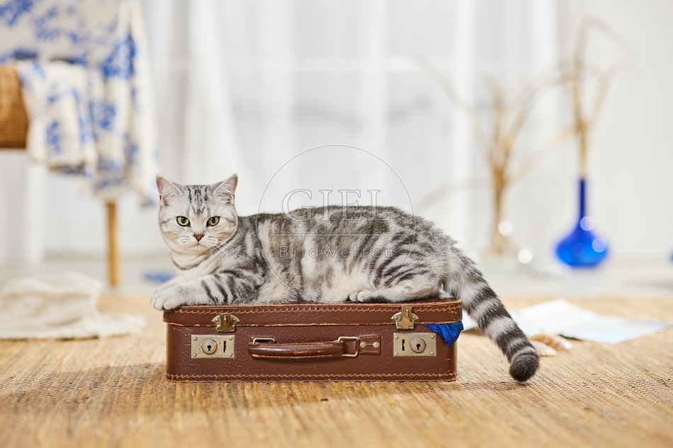 117405 Britisch Kurzhaar Katze