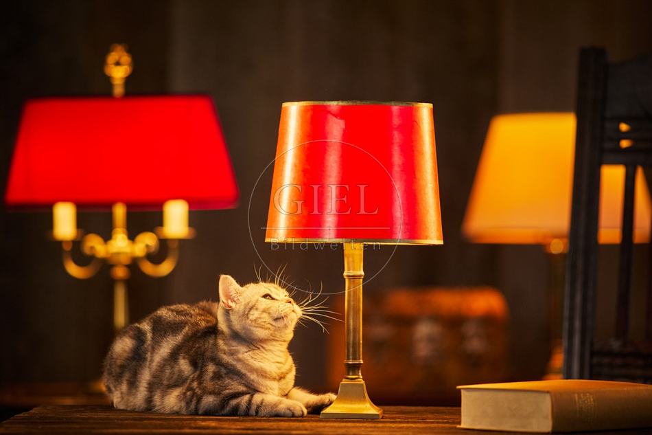 117501 Britisch Kurzhaar Katzen