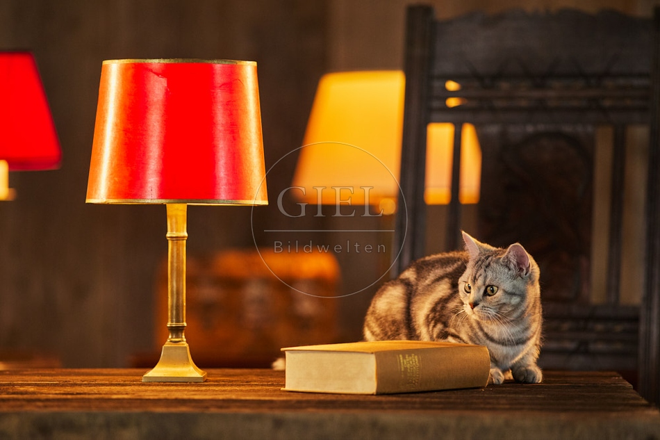 117503 Britisch Kurzhaar Katzen