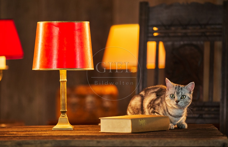 117504 Britisch Kurzhaar Katzen