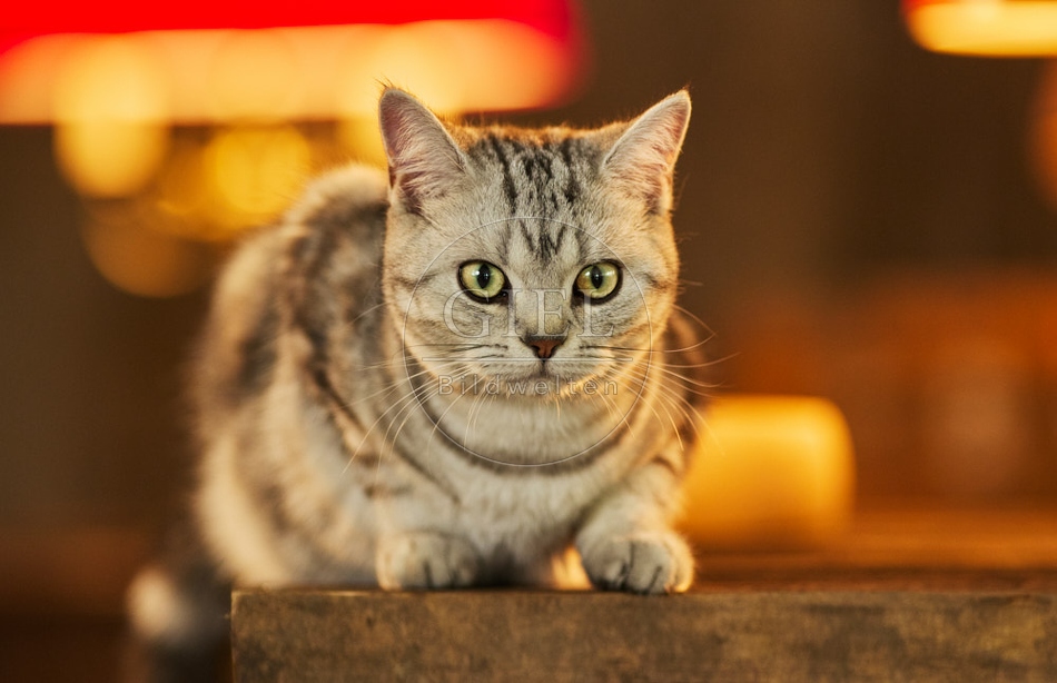 117540 Britisch Kurzhaar Katzen