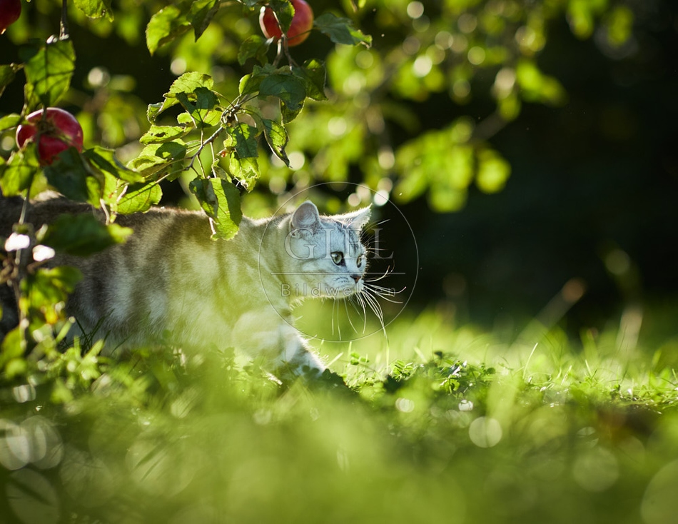 117567 Britisch Kurzhaar Katze