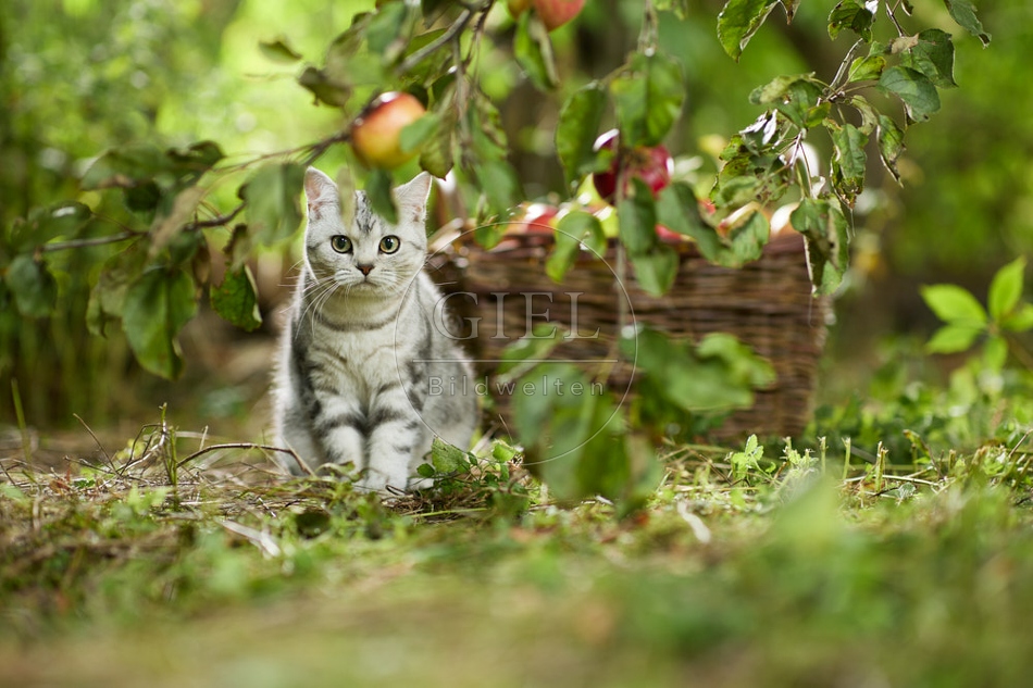 117569 Britisch Kurzhaar Katze