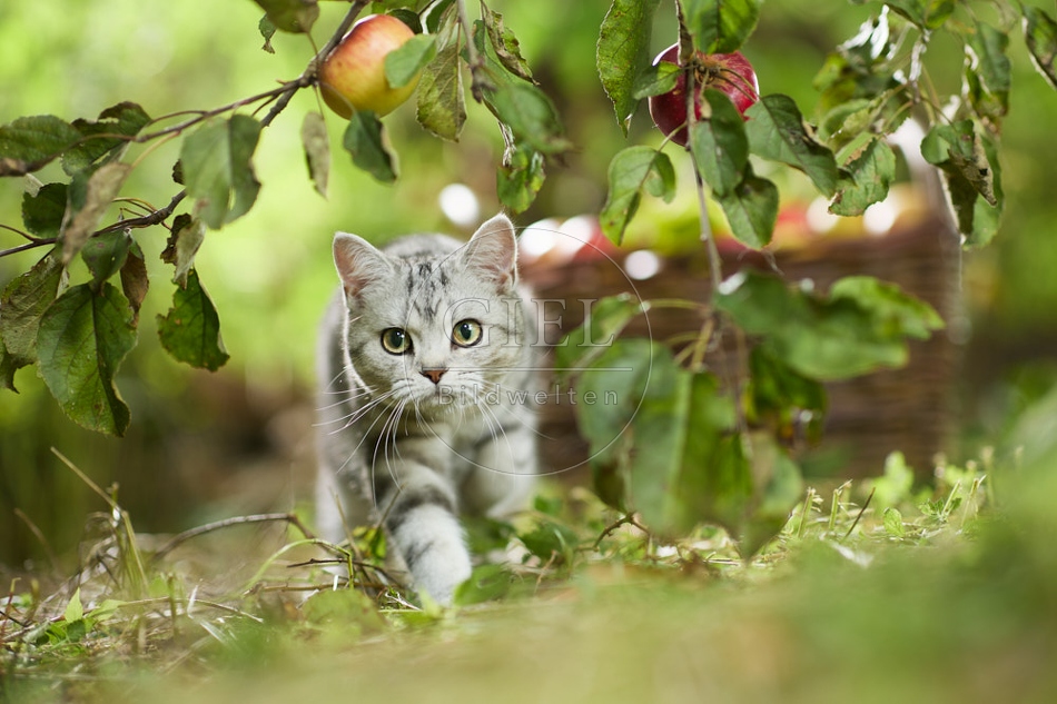 117570 Britisch Kurzhaar Katze