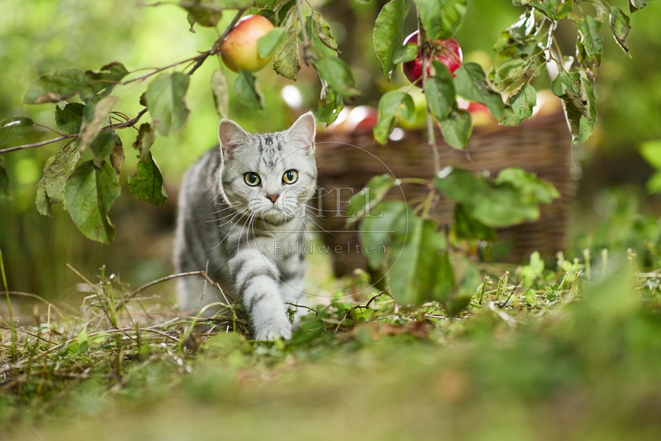 117571 Britisch Kurzhaar Katze