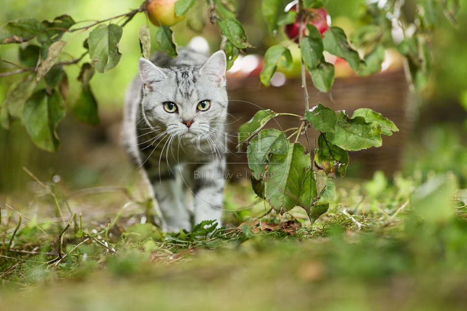 117572 Britisch Kurzhaar Katze