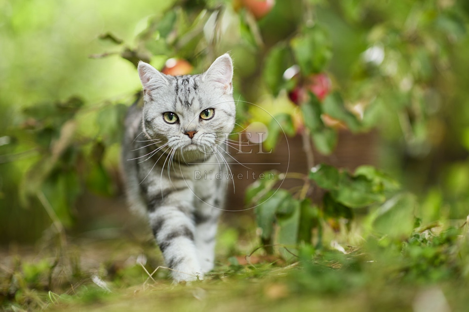117573 Britisch Kurzhaar Katze