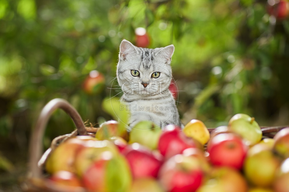 117574 Britisch Kurzhaar Katze