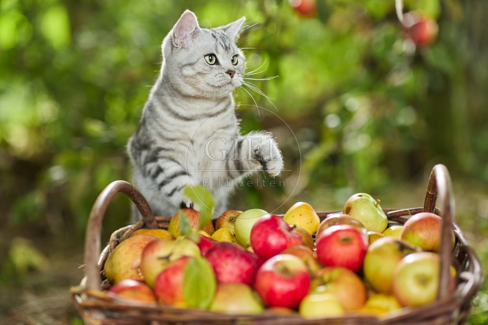 117575 Britisch Kurzhaar Katze