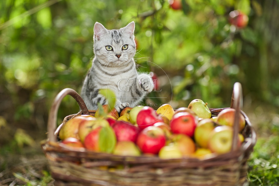 117576 Britisch Kurzhaar Katze