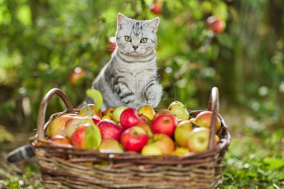 117577 Britisch Kurzhaar Katze