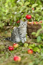 117580 Britisch Kurzhaar Katze
