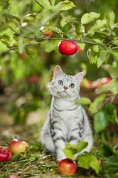 117581 Britisch Kurzhaar Katze