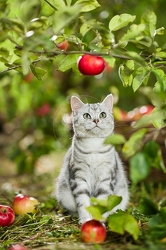 117582 Britisch Kurzhaar Katze