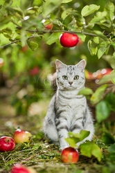 117583 Britisch Kurzhaar Katze